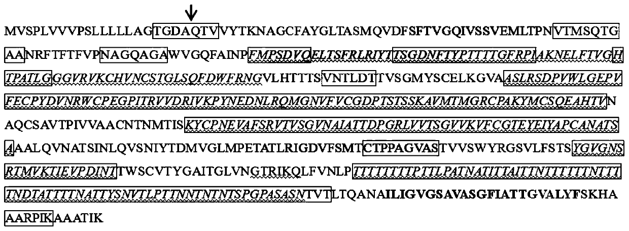 porf65 recombinant protein and its preparation method and application