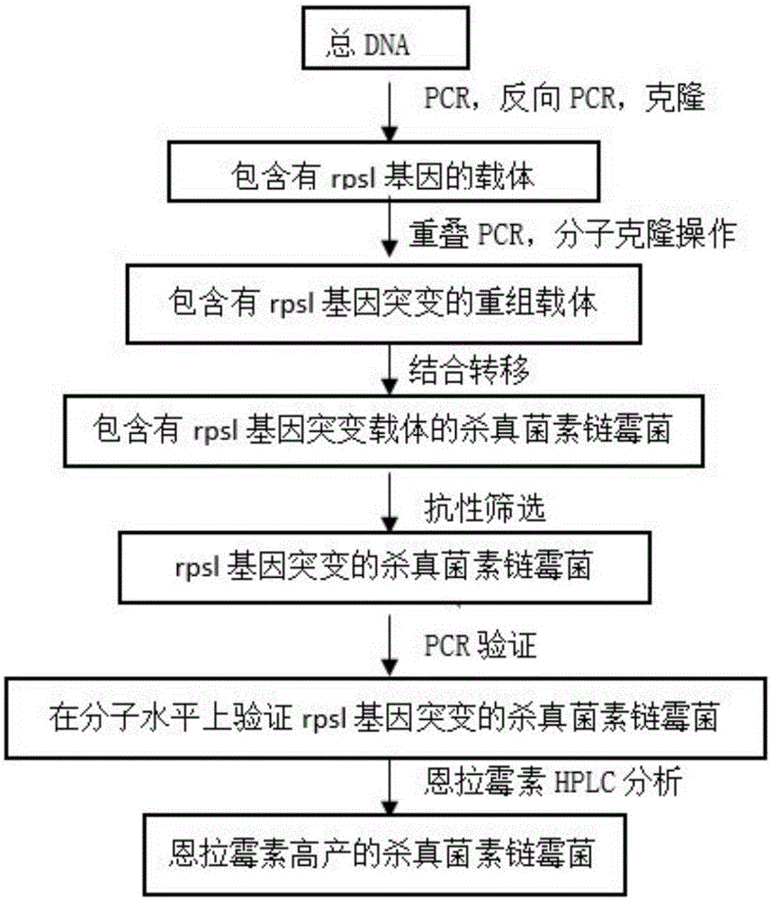 Construction method of enramycin high-yielding strain and related gene