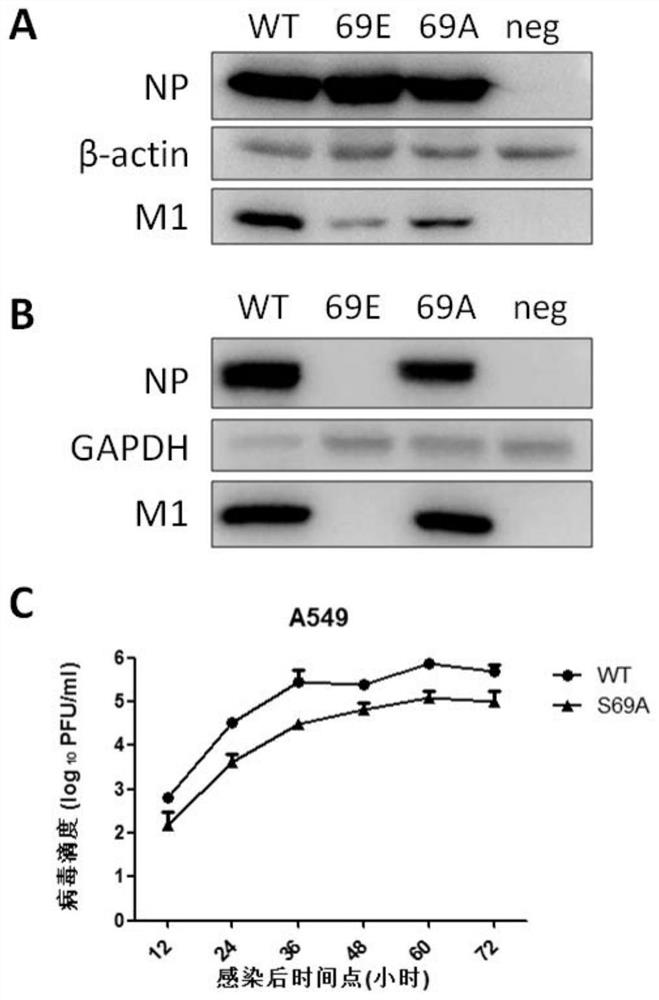 S69 Mutation Sequence of Influenza Virus Nucleoprotein and Its Mutant and Application