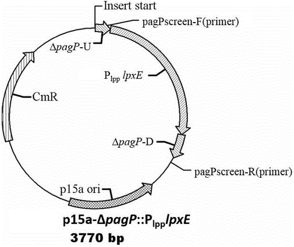 A low-endotoxin Escherichia coli prokaryotic expression engineering strain mutant and its construction method