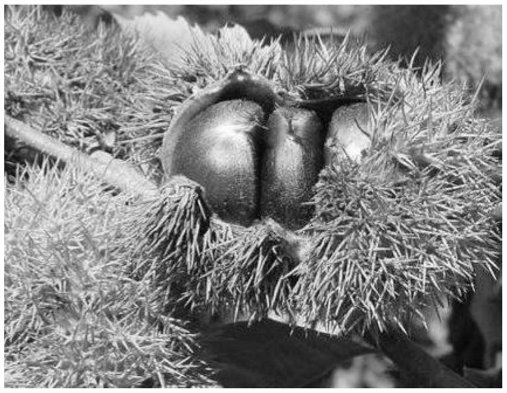 A method for fast breeding seedlings by tissue culture of mature embryos of fine chestnut