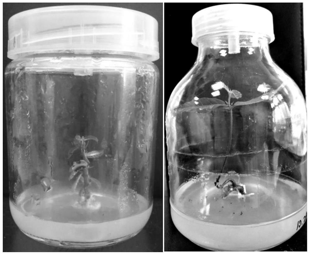 A method for fast breeding seedlings by tissue culture of mature embryos of fine chestnut