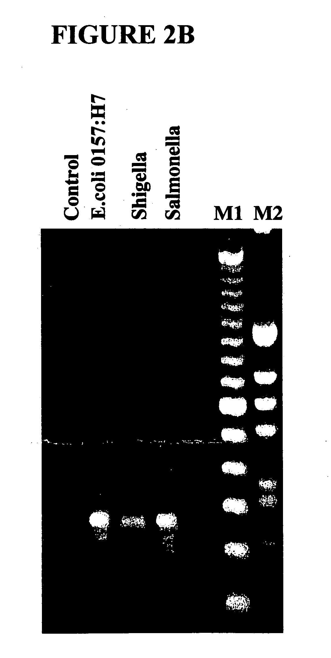 Amplification and separation of nucleic acid sequences using strand displacement amplification and bioelectronic microchip technology