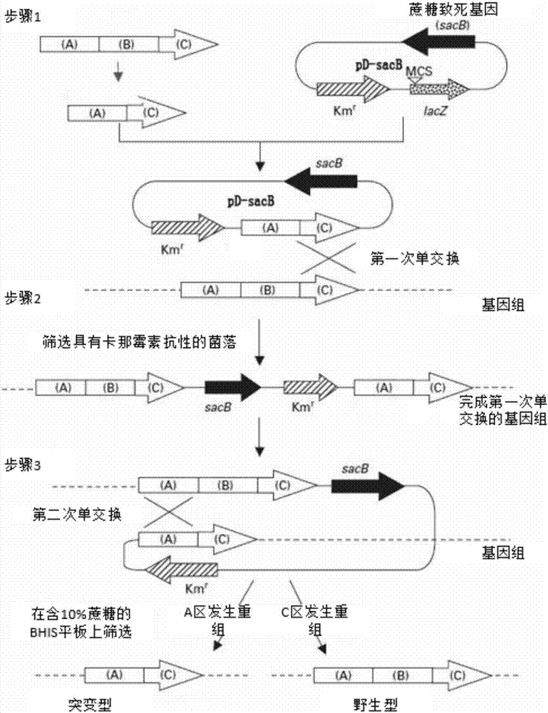 Corynebacterium glutamicum for producing high-yield succinic acid by utilizing straw hydrolysate, and construction and applicaitons