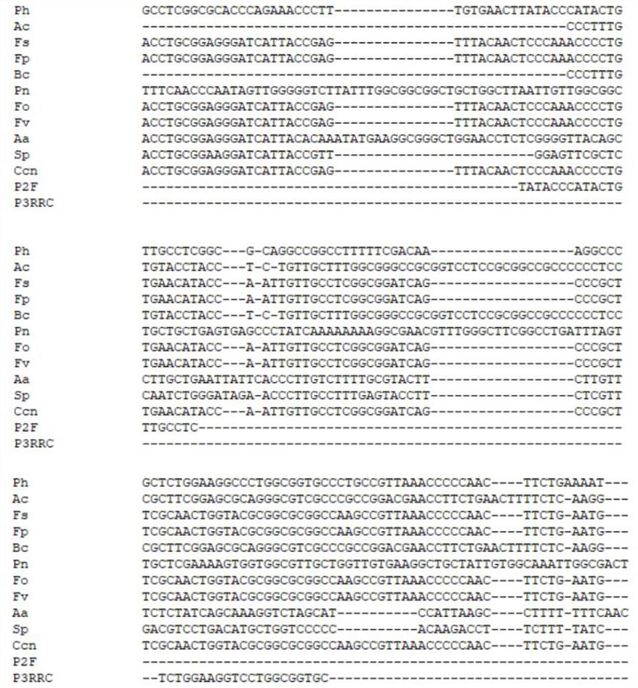 Rapid detection method and application of phomopsis nicotianae