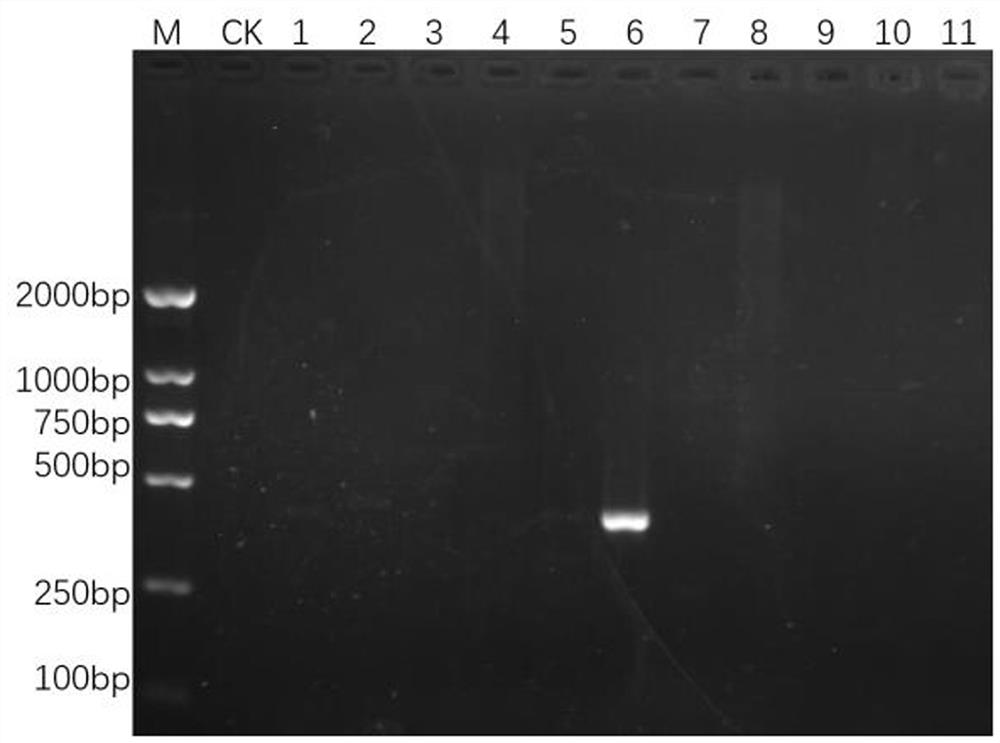 Rapid detection method and application of phomopsis nicotianae