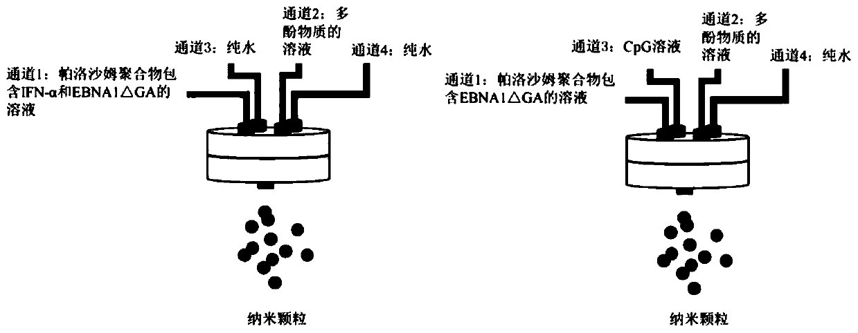 Subunit nano vaccine for preventing and treating nasopharyngeal carcinoma and preparation method of subunit nano vaccine