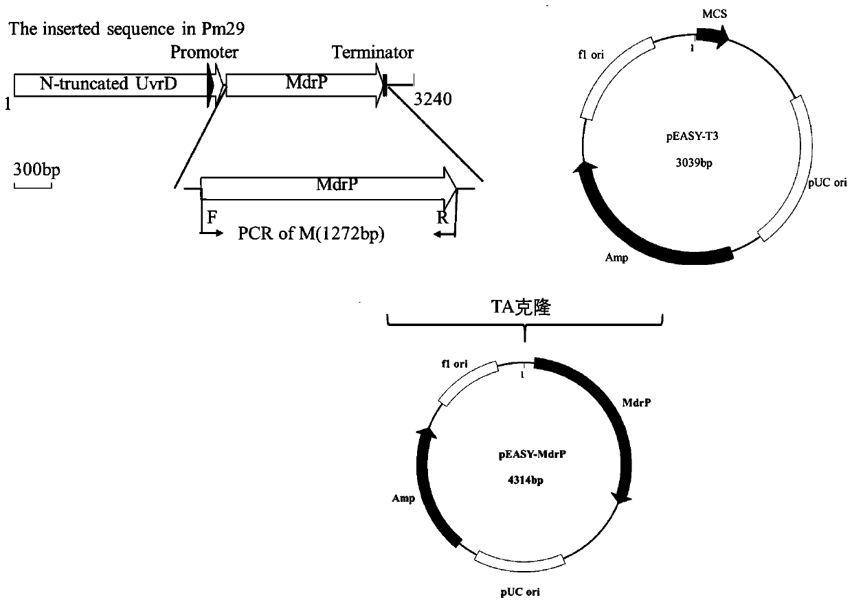 MdrP mutant gene, amino acid, and protein function and drug accumulation activity detection