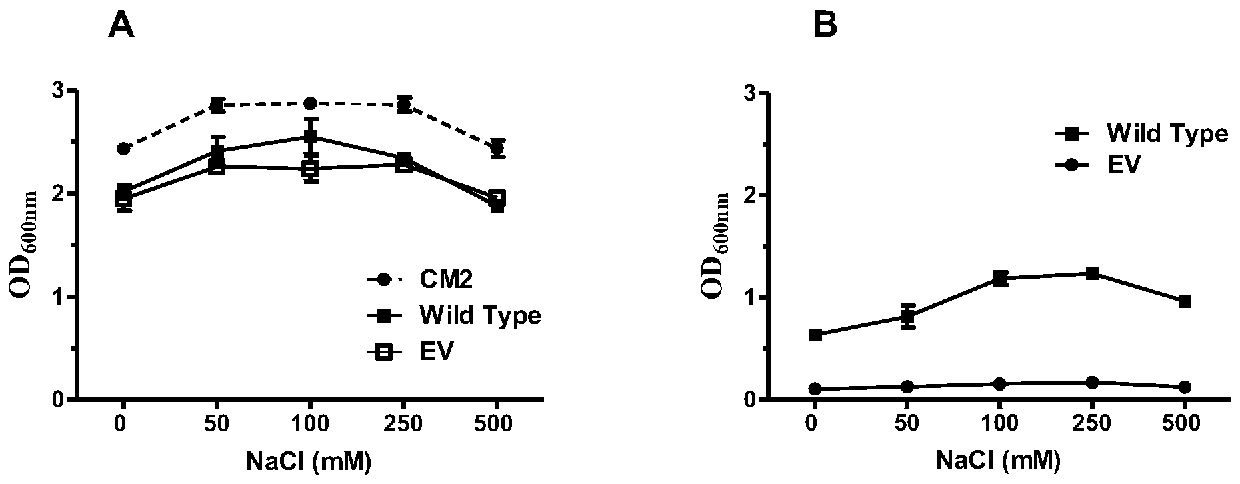 MdrP mutant gene, amino acid, and protein function and drug accumulation activity detection