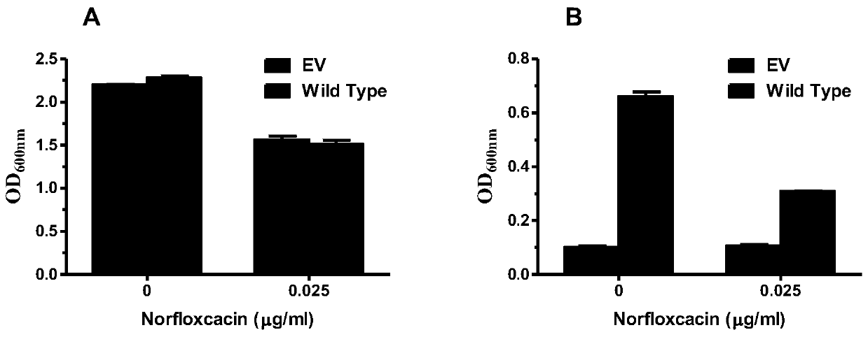 MdrP mutant gene, amino acid, and protein function and drug accumulation activity detection