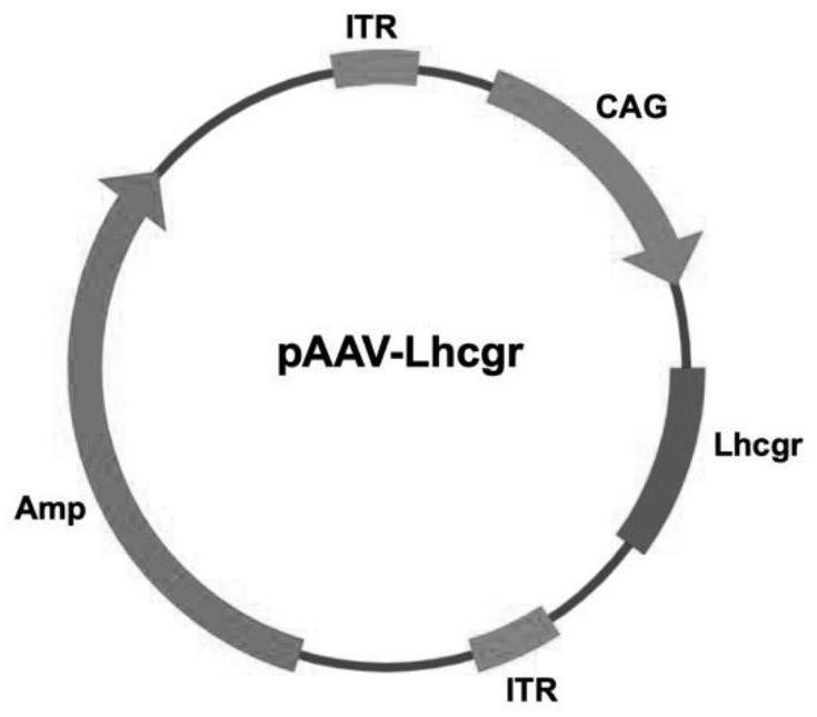 Gene medicine for treating testicular interstitial cell dysfunction and application thereof