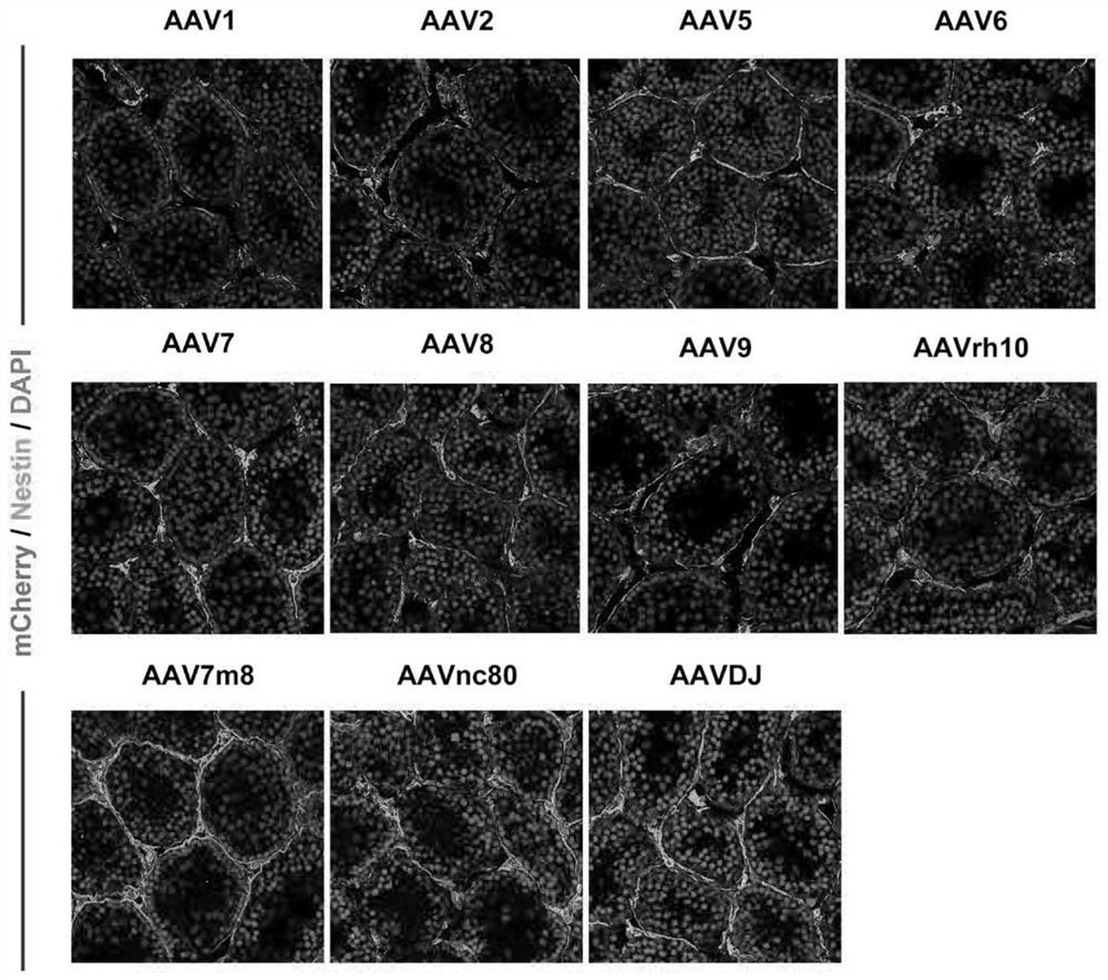 Gene medicine for treating testicular interstitial cell dysfunction and application thereof