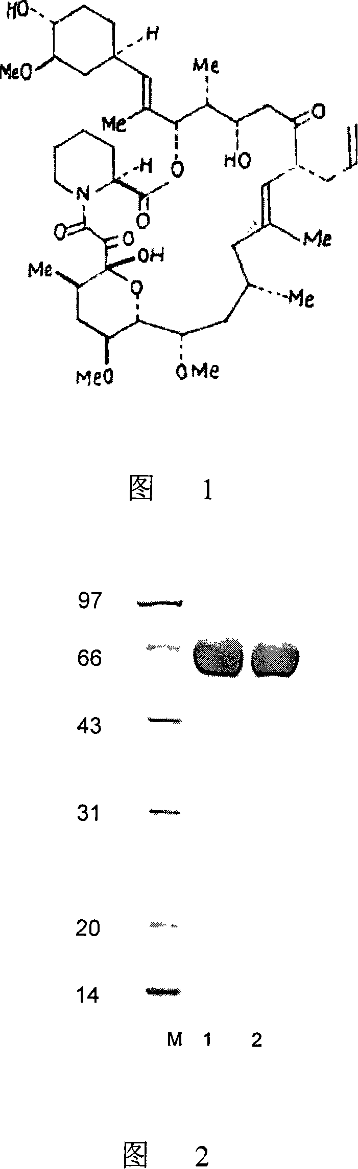 Allogenic animal serum albumin as carrier protein for preparation of semiantigen-antibody