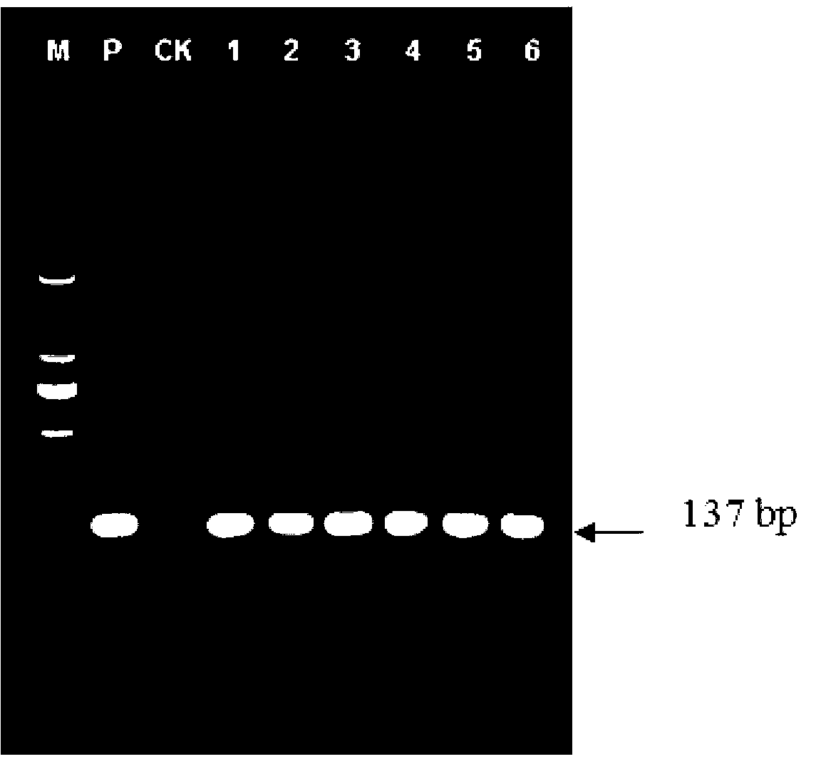 Kit capable of quickly detecting real properties of leather and detecting method of kit