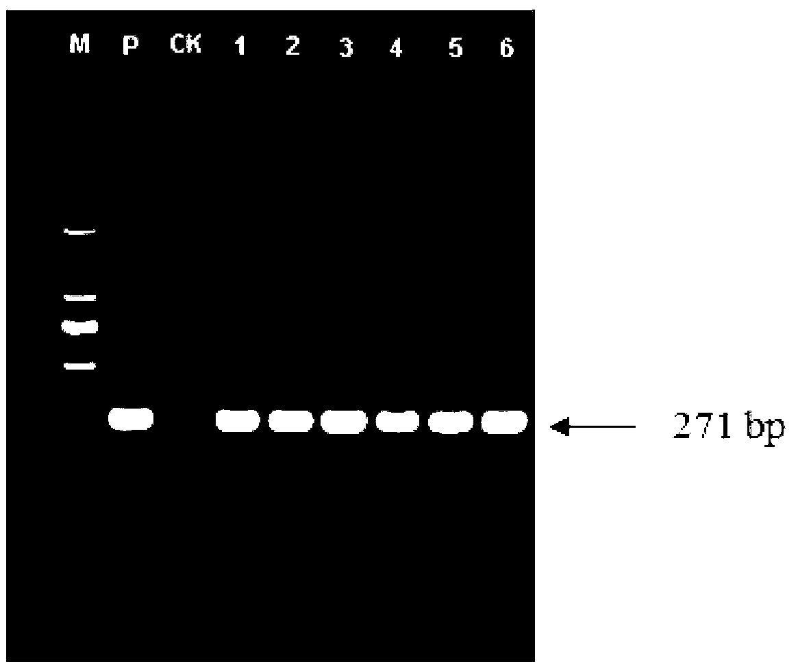 Kit capable of quickly detecting real properties of leather and detecting method of kit