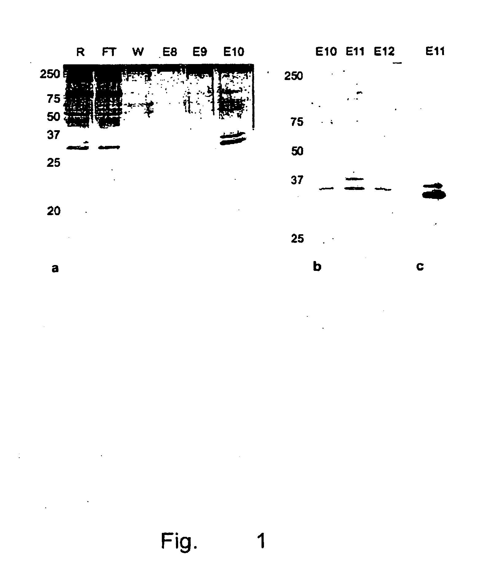 Nucleic acid molecules coding for a protein with deacetylase activity, said protein, and method for the production of chitosan