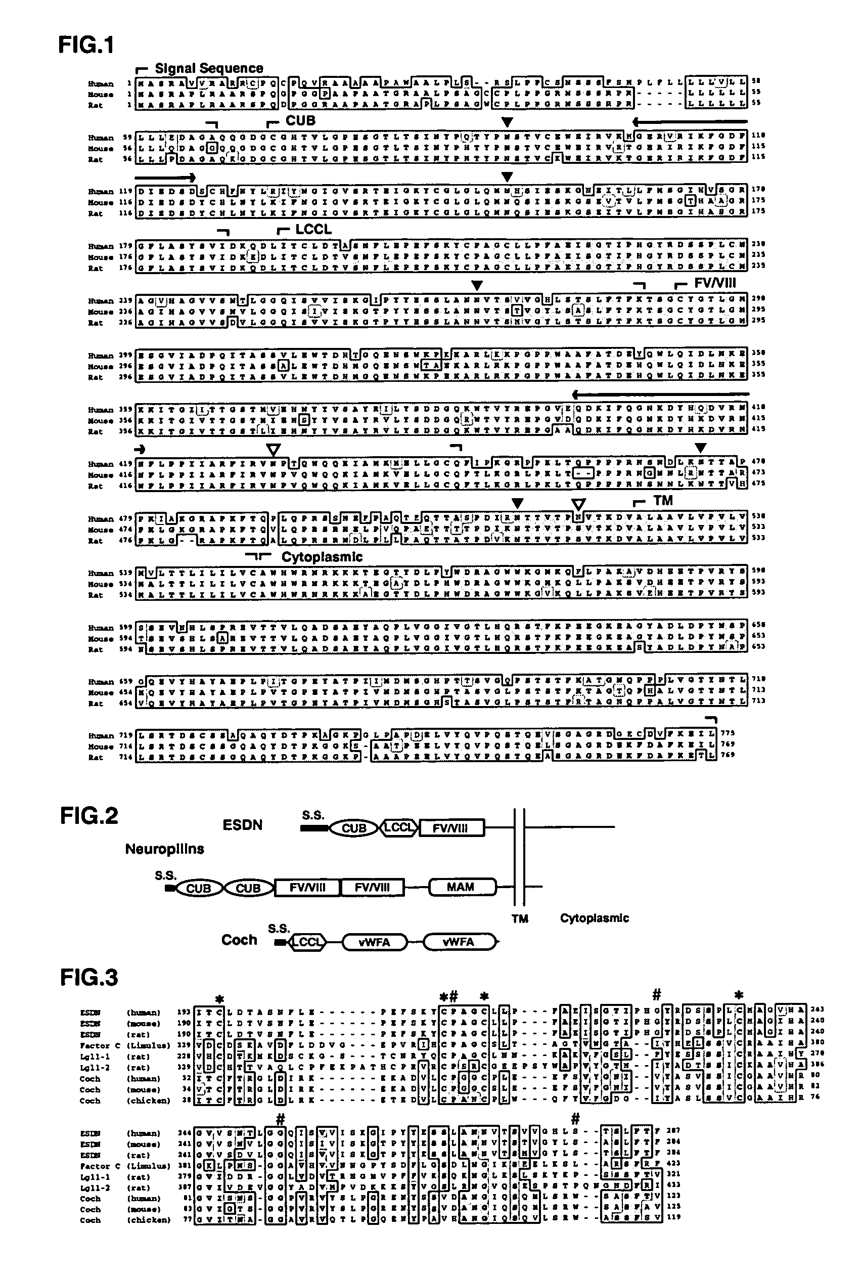 Novel polypeptide ESDN, polynuleotides encoding the polypeptide, and utility of the polypeptide