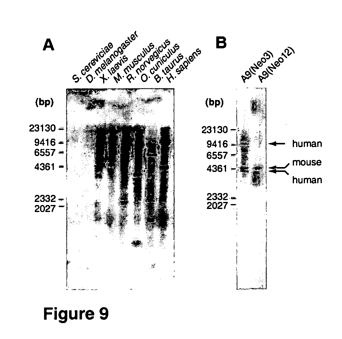 Novel polypeptide ESDN, polynuleotides encoding the polypeptide, and utility of the polypeptide