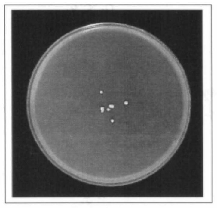 A kind of cosmetic additive and its preparation method and application