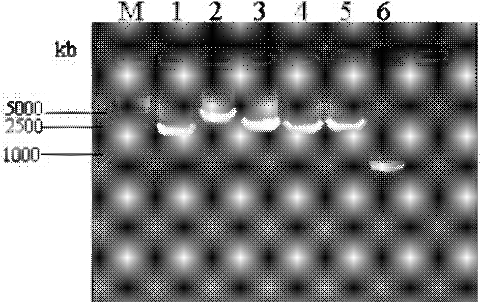 Vaccine strains of infectious clones of porcine reproductive and respiratory syndrome virus (PRRSV) and application thereof