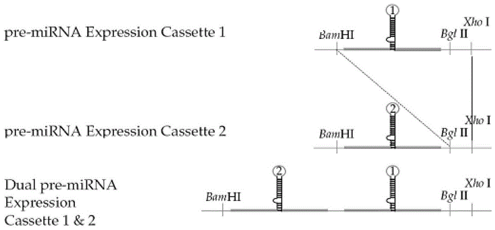 Application of a kind of rna and carrier in the preparation of products for preventing and/or treating liver cancer