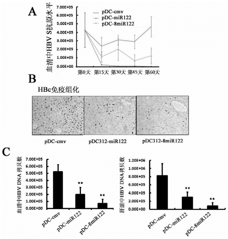 Application of a kind of rna and carrier in the preparation of products for preventing and/or treating liver cancer