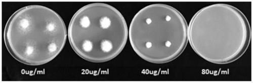 Botrytis cinerea inhibitor and application thereof