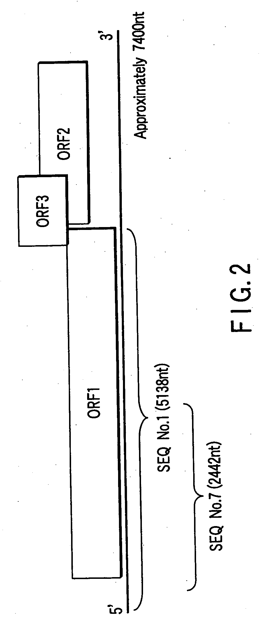 Polynucleotide probe and primer derived from hepatitis E virus recovered from japanese, chip including the same, kit including the same, and method of detecting hepatitis E virus genome using the same