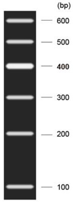 Construction method of Mia3 conditional gene knockout mouse model