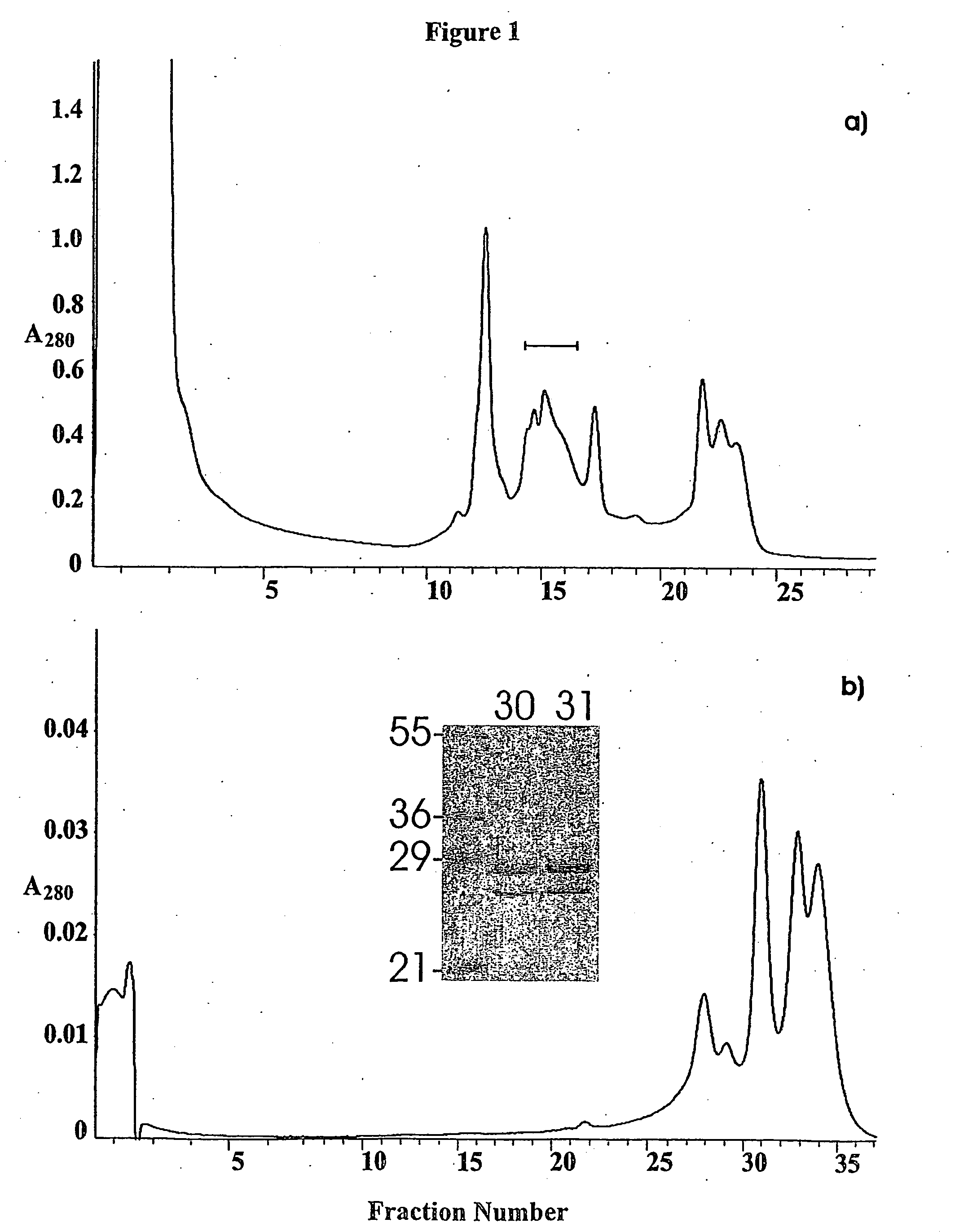 Campylobacter glycans and glycopeptides