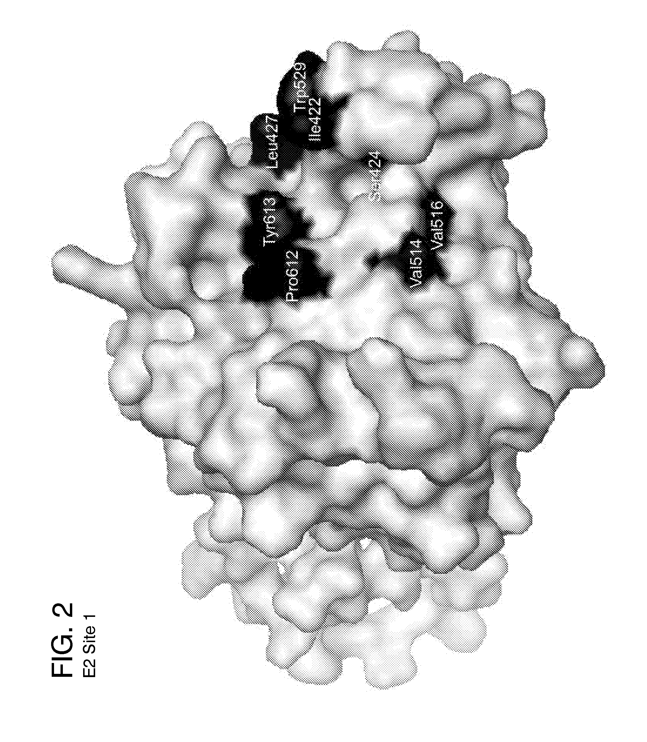 Ligands that target hepatitis c virus e2 protein