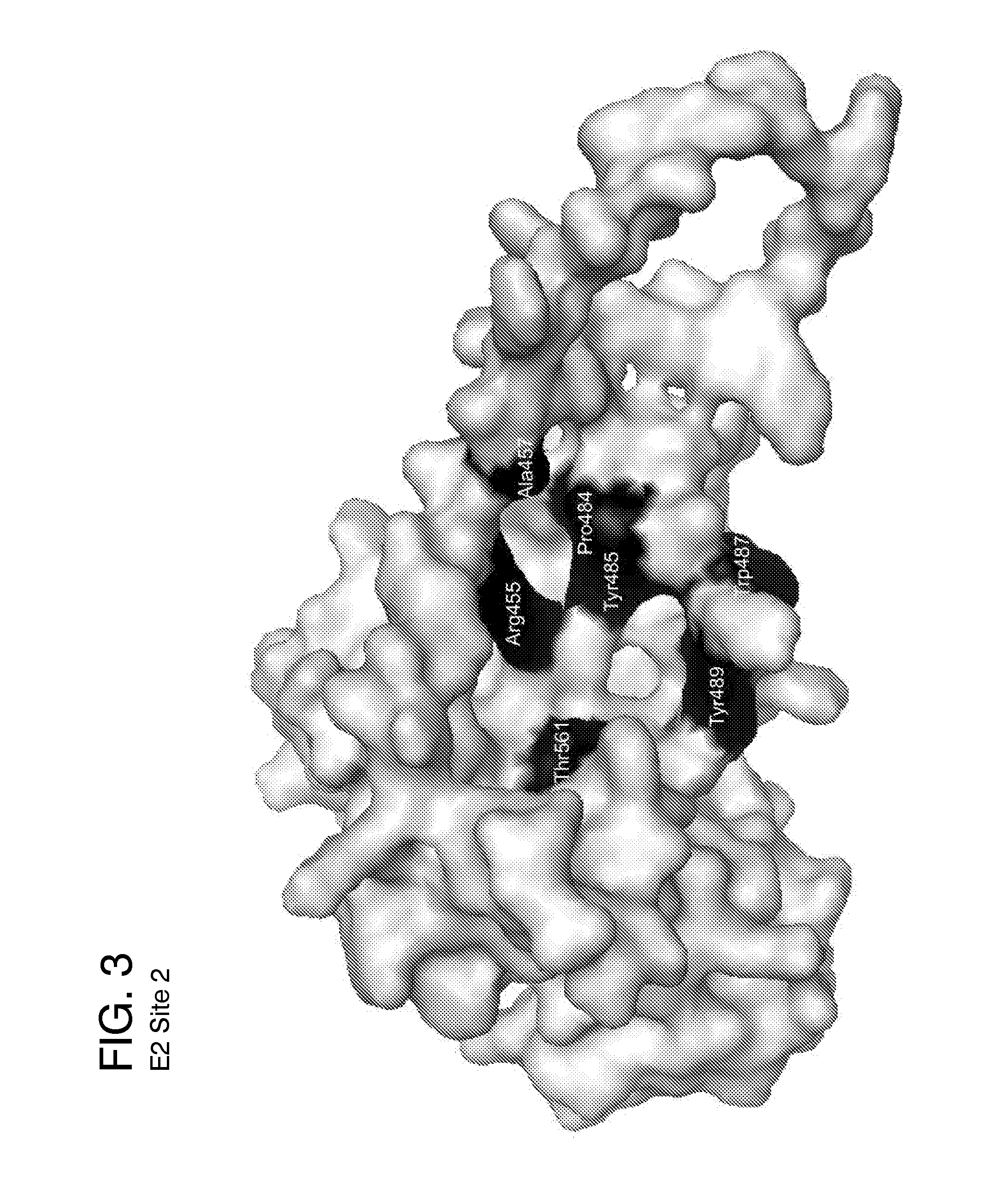 Ligands that target hepatitis c virus e2 protein