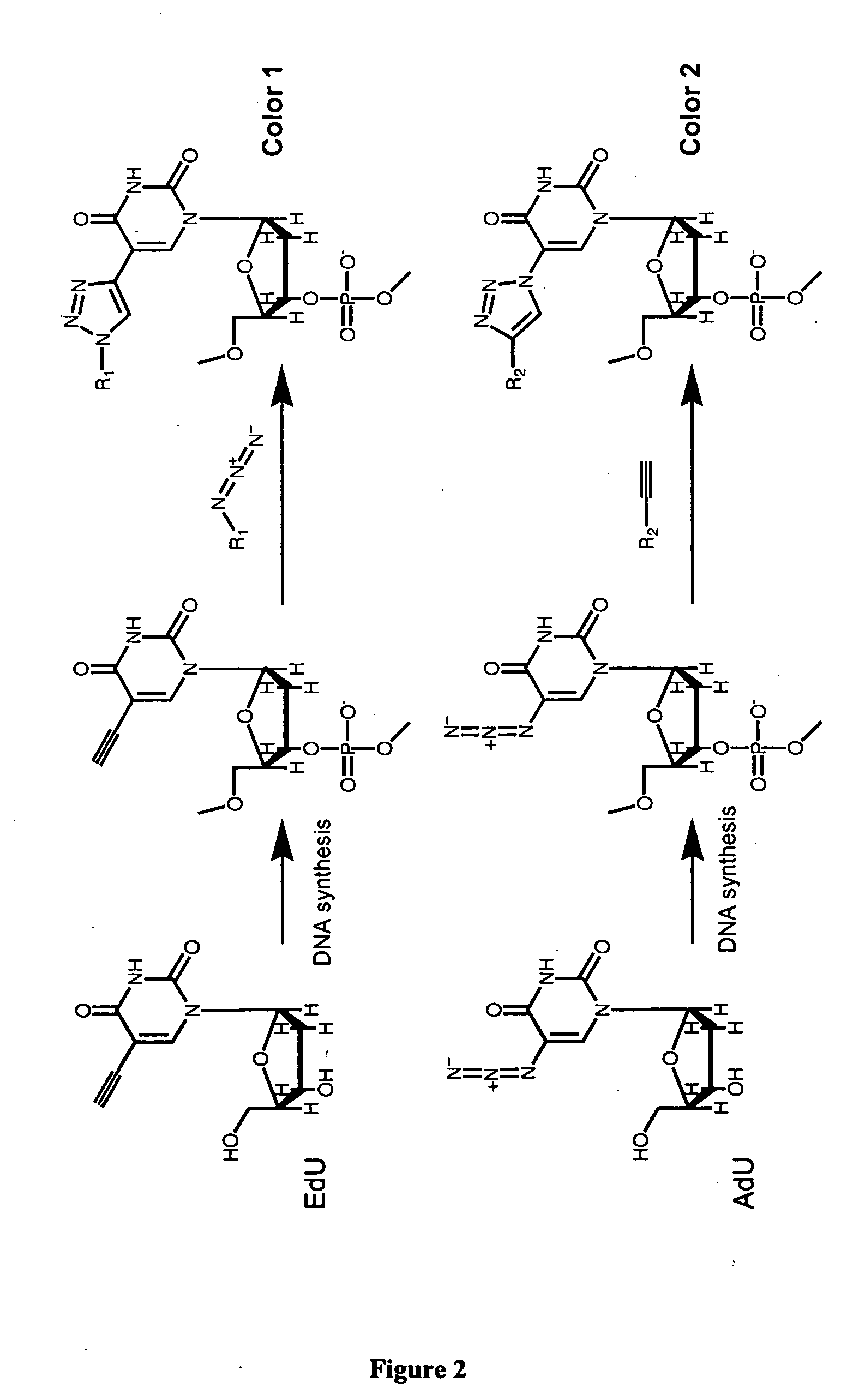 Methods and compositions for labeling nucleic acids