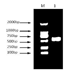 Epinephelus coioides interferon IFNgamma2 and preparation method and application thereof