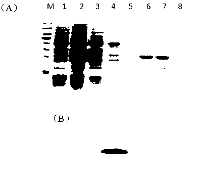 Epinephelus coioides interferon IFNgamma2 and preparation method and application thereof