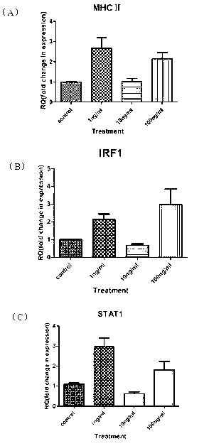 Epinephelus coioides interferon IFNgamma2 and preparation method and application thereof