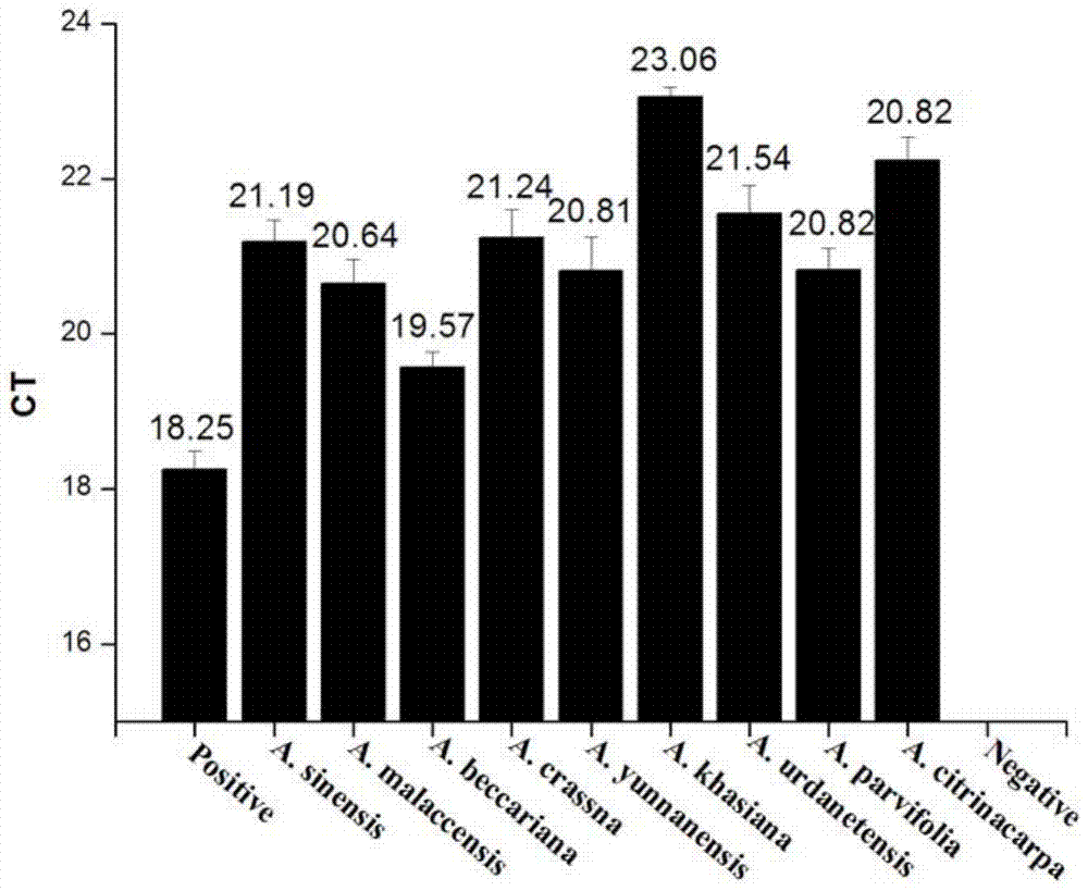 Fluorescence quantitative pcr method, primers and probes for identification of arborina officinalis and their application