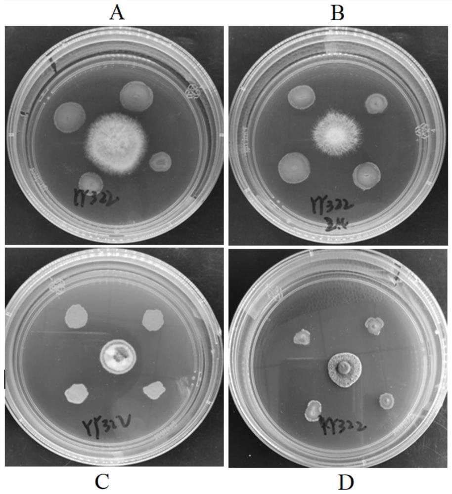 Pseudomonas aeruginosa and application thereof