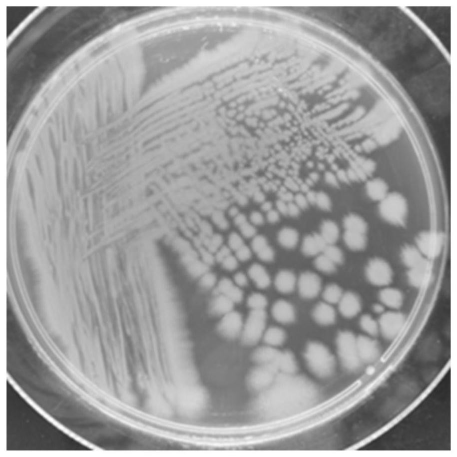 Pseudomonas aeruginosa and application thereof