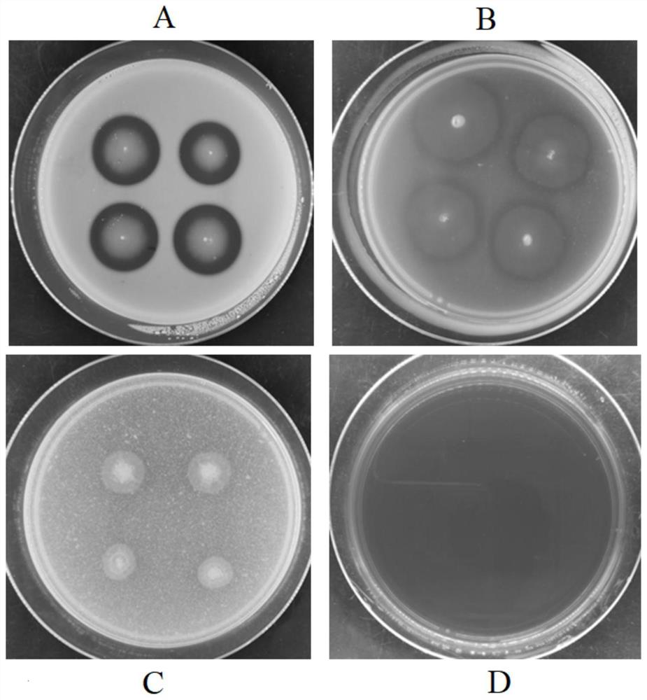 Pseudomonas aeruginosa and application thereof