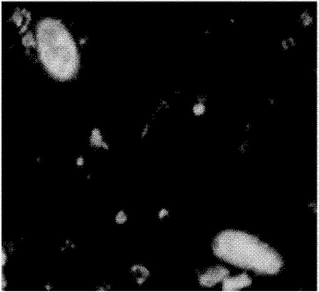 Cultivation Method of Cucumber Introgression Line Material Resistant to Meloidogyne incognita