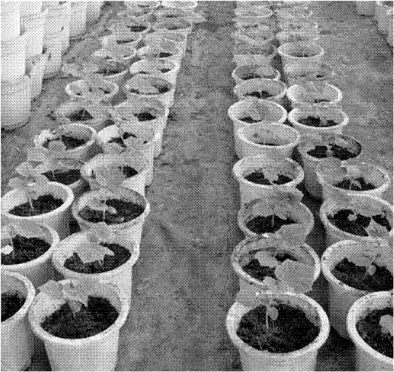 Cultivation Method of Cucumber Introgression Line Material Resistant to Meloidogyne incognita