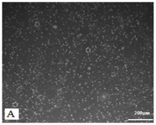 Construction method of radioactive cell damage model