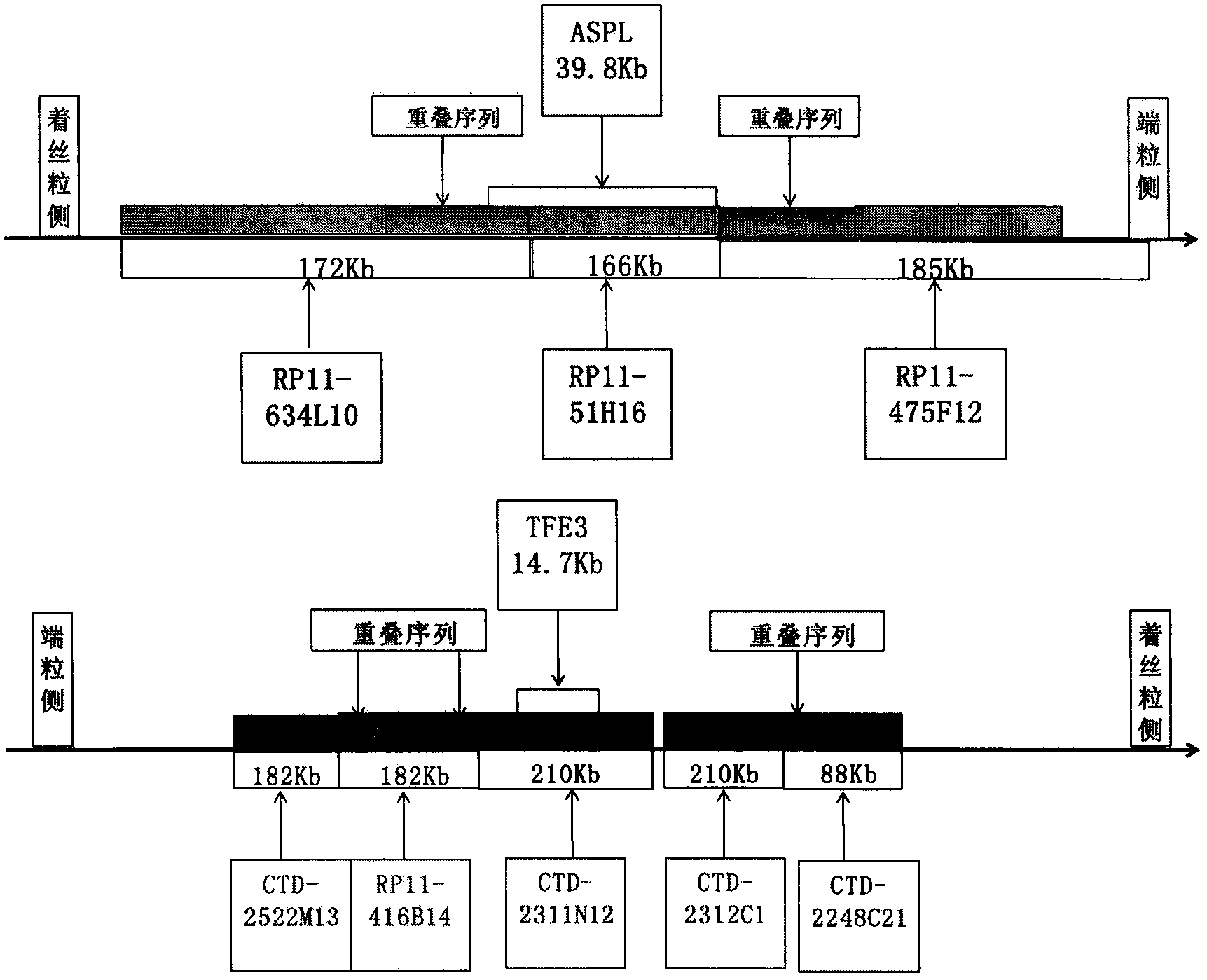 Gene probe for alveolar soft part sarcoma and application of gene probe kit