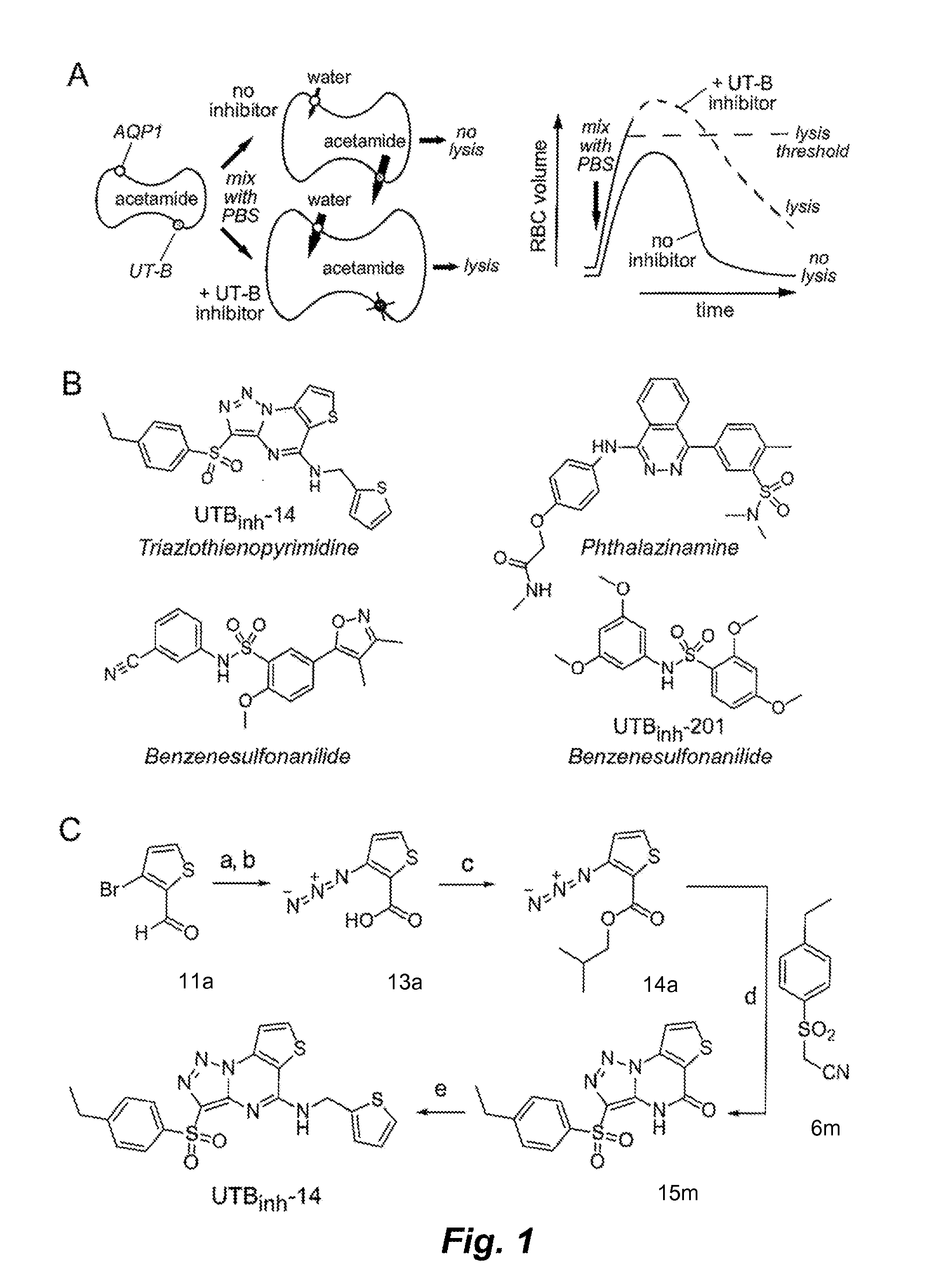 Triazolothienopyrimidine compound inhibitors of urea transporters and methods of using inhibitors