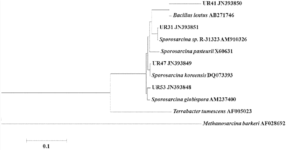 Urease-producing microorganisms and method for solidifying heavy metals in foundation using same