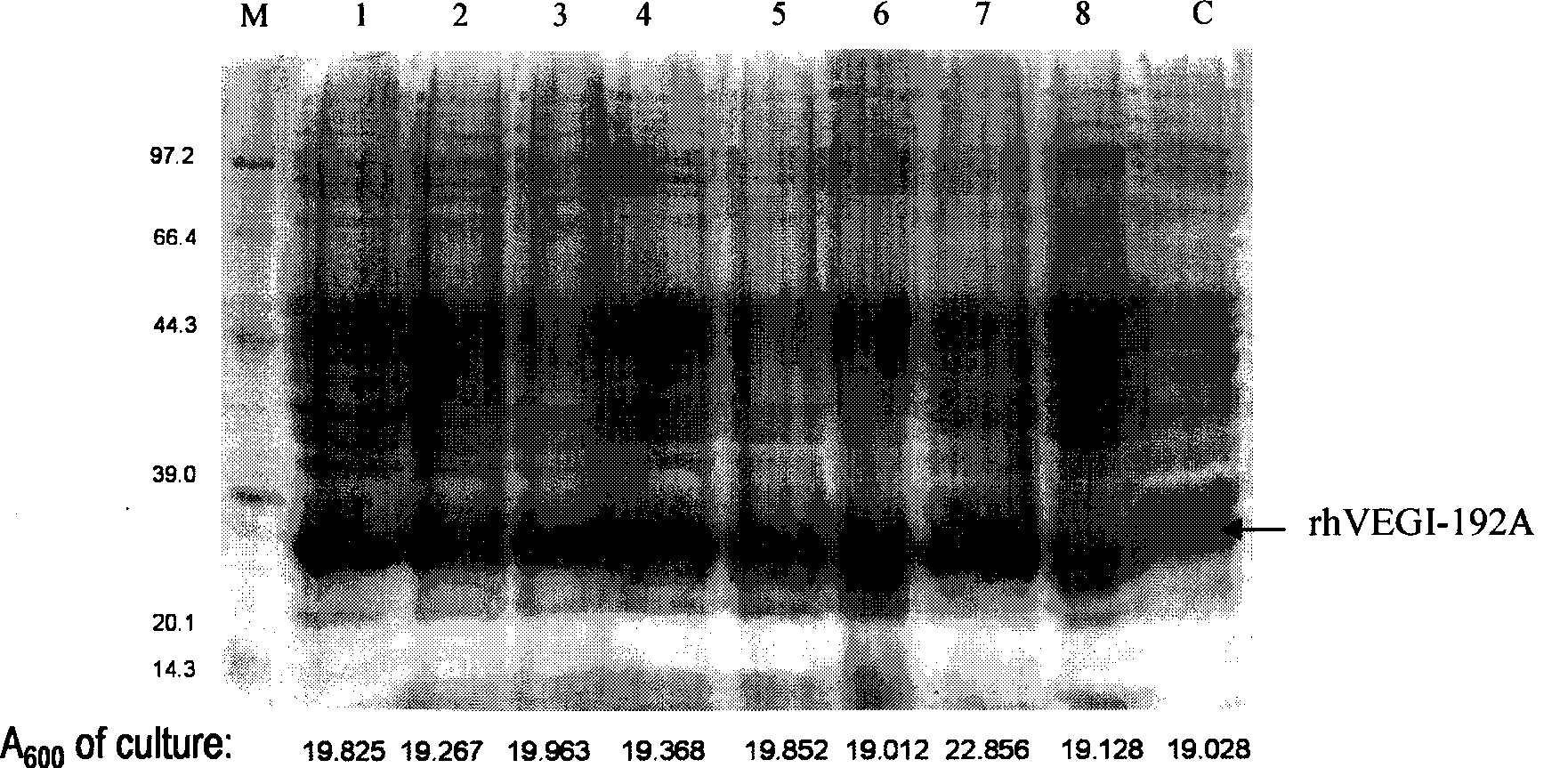 Preparation of recombinant protein of human vascular endothelial cell growth inhibition factor rhVEGI-192A