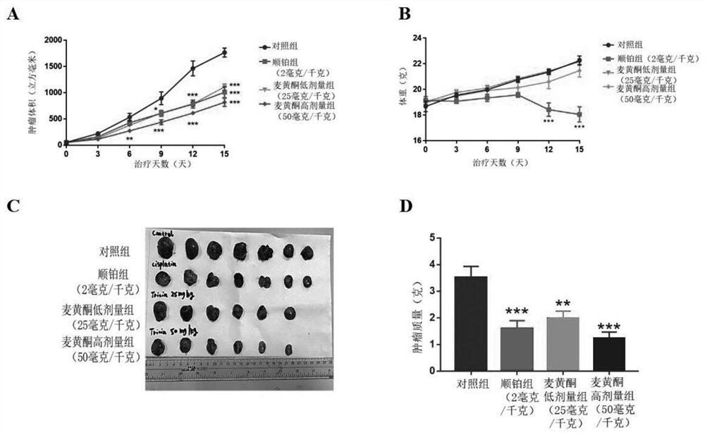 Application of wheat flavone in preparation of antitumor drugs