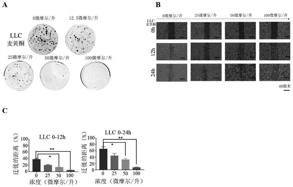 Application of wheat flavone in preparation of antitumor drugs