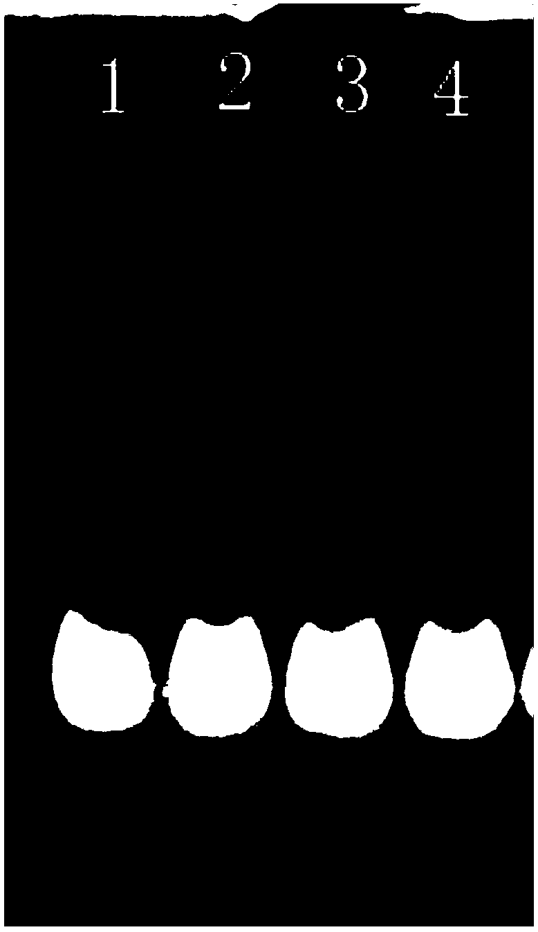 Preparation method of antitussive, expectorant, anti-inflammatory, and antimicrobial extract from earthworm